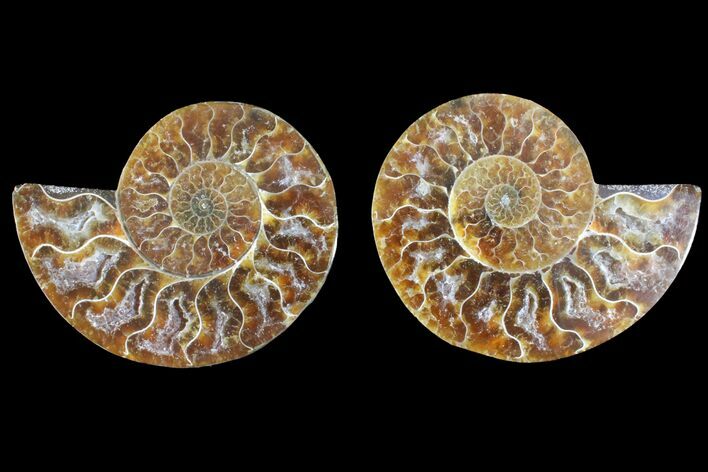 Agatized Ammonite Fossil - Madagascar #145920